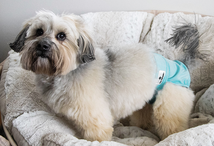 dog incontinence diapers, dog diapers for incontinence
