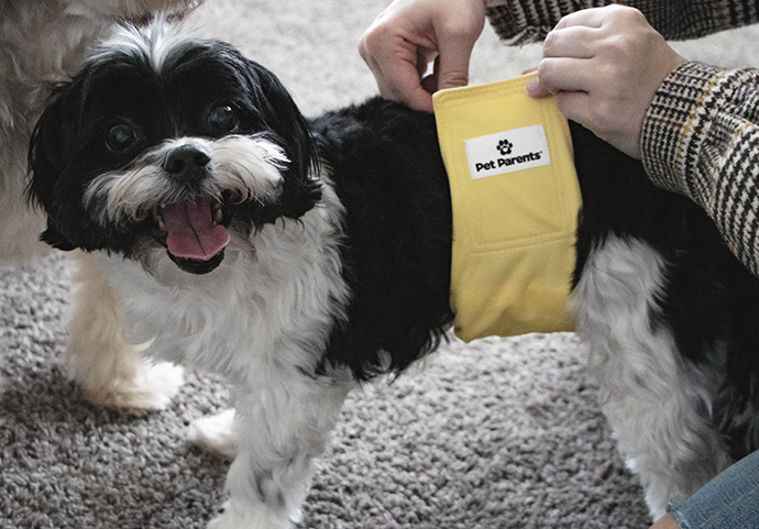 how to stop a dog from marking in the house, do belly bands stop dogs from marking