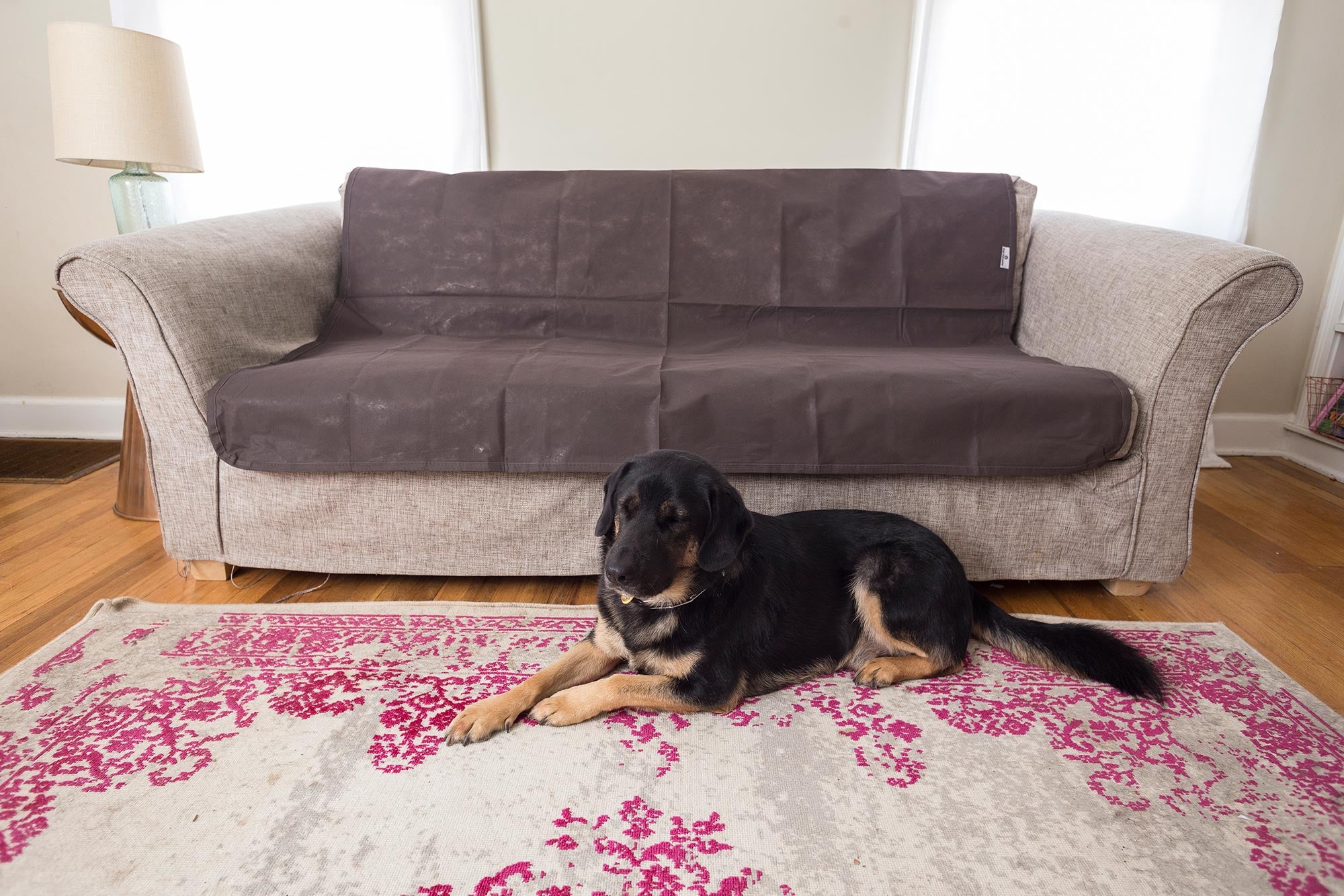 couch deterrent for dogs