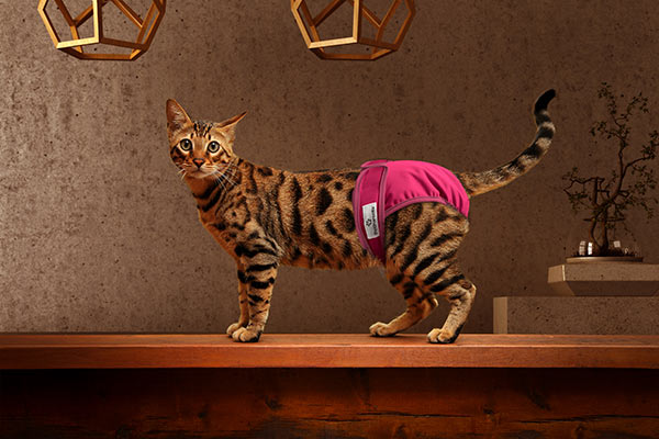 reusable cat diapers