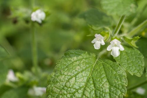 Lemon Balm