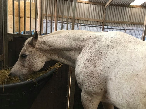 Judith Evans' Peter in stable 4