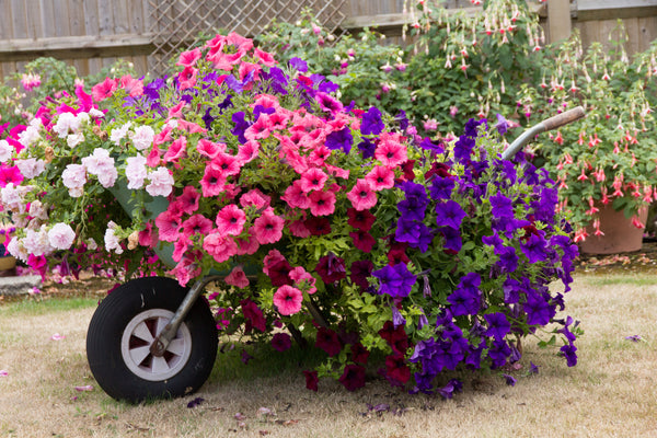 Wheelbarrows are great for planting in