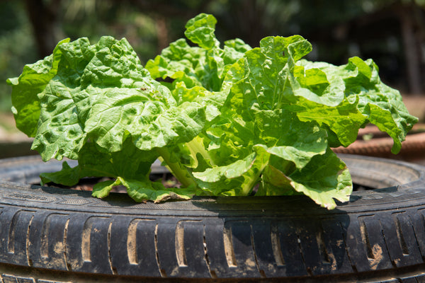 Lettuce in a raised beds made with old car tyres