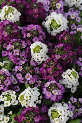 Alyssum Clear Crystals Mixed