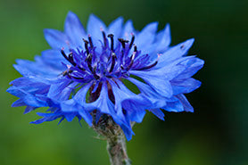 Bright Blue Conflower Blue Boy