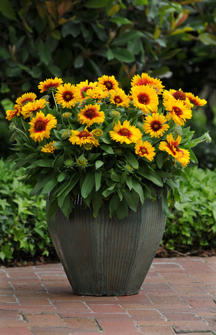 Gaillardia Mesa Bicolour