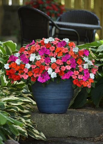 Potted Mix of Flowers - Busy Lizzie