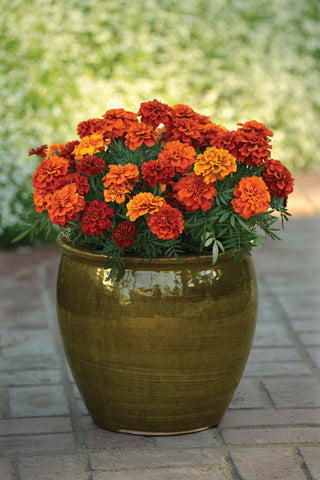 French Marigolds in a container
