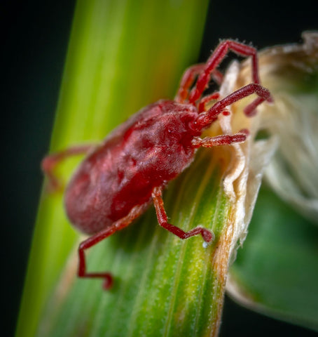 Red Spider Mite