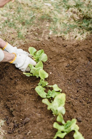 Planting Vegetables in your home garden