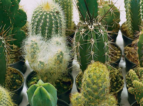 Cactus Finest Mix