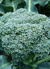 a green head of broccoli 