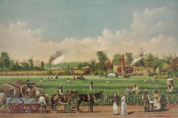 cotton slavery