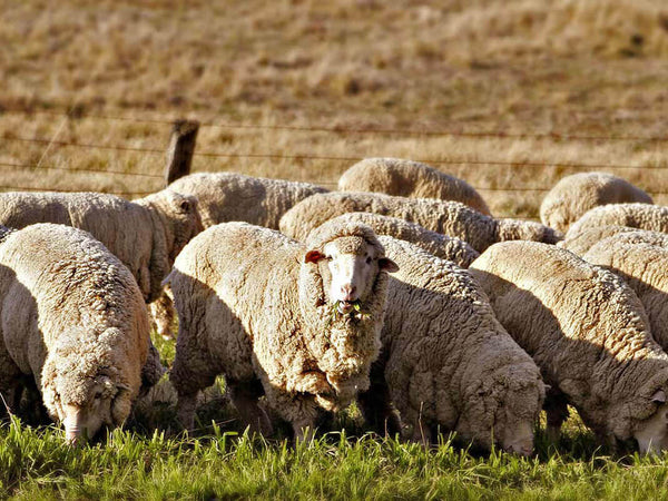 merino sheep