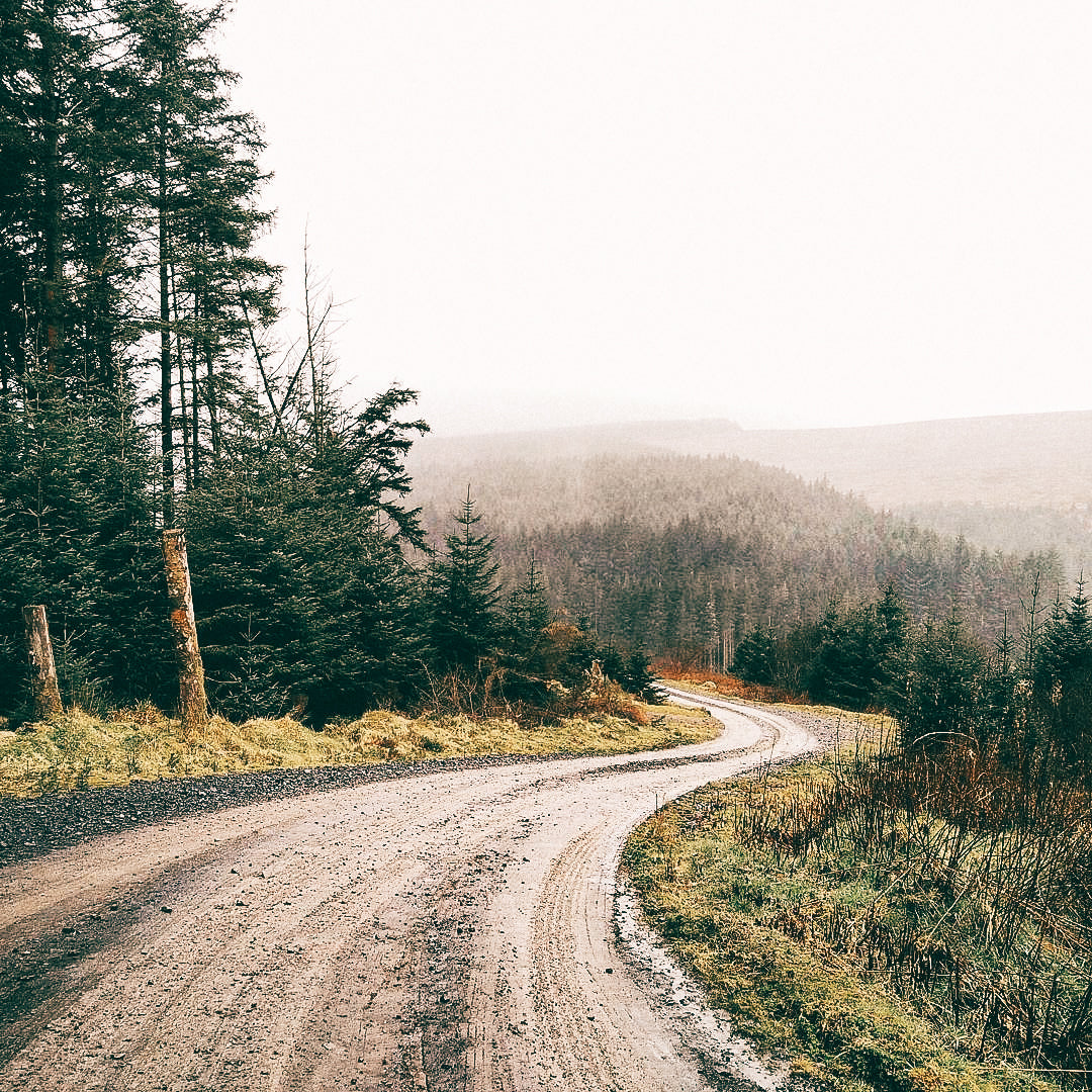 Banagher Forest