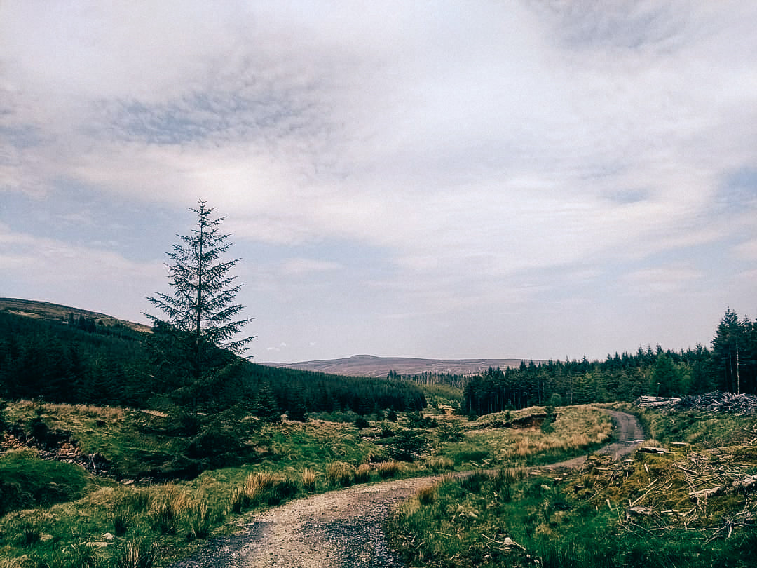 Glenshane Forest