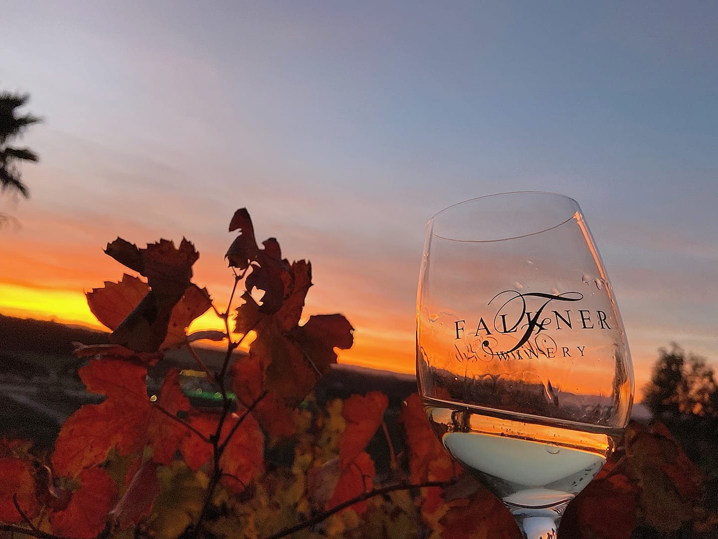 Glass of wine at sunset at Faulker Winery