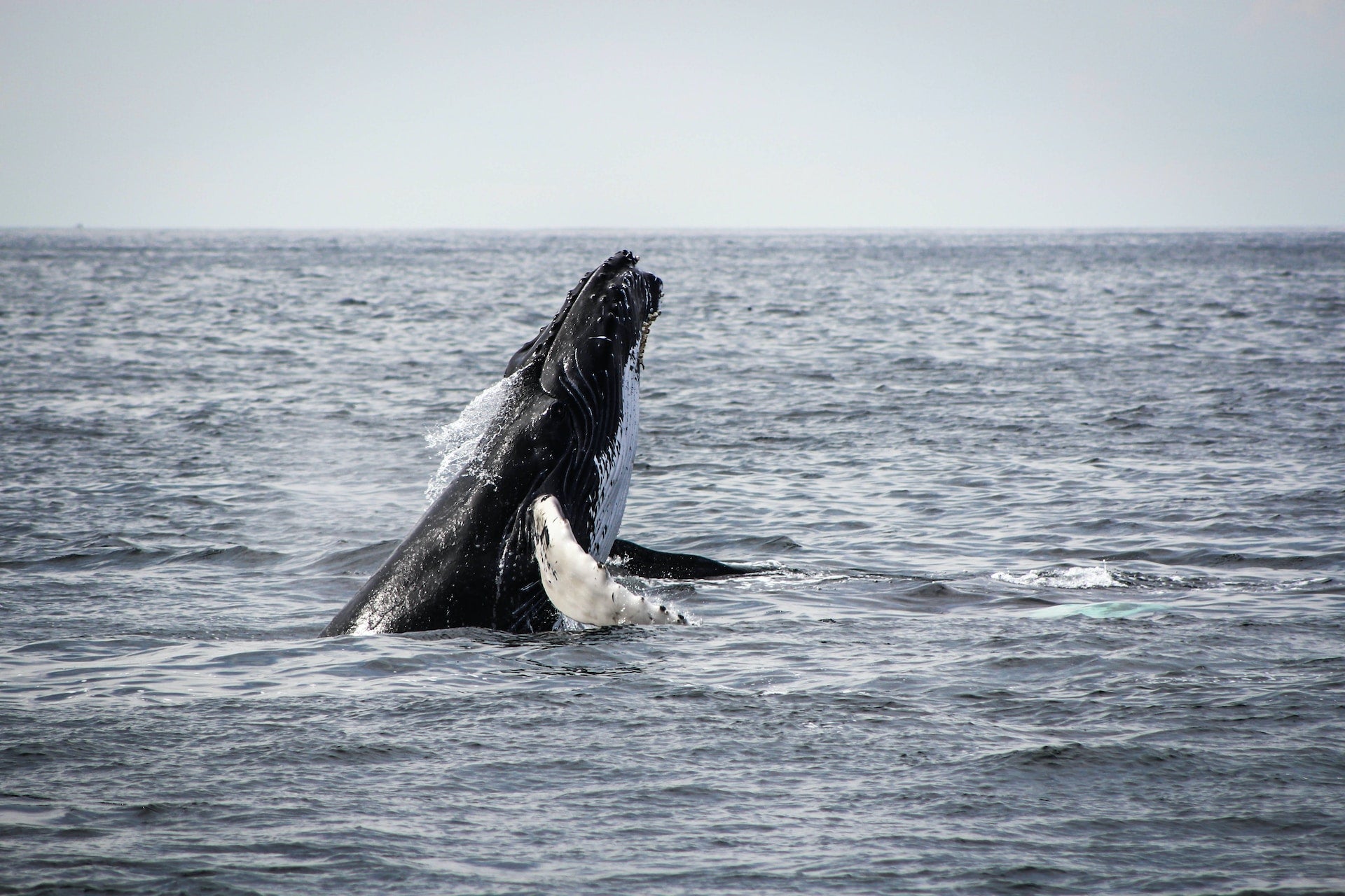 Humpback Whale Breaching the Water