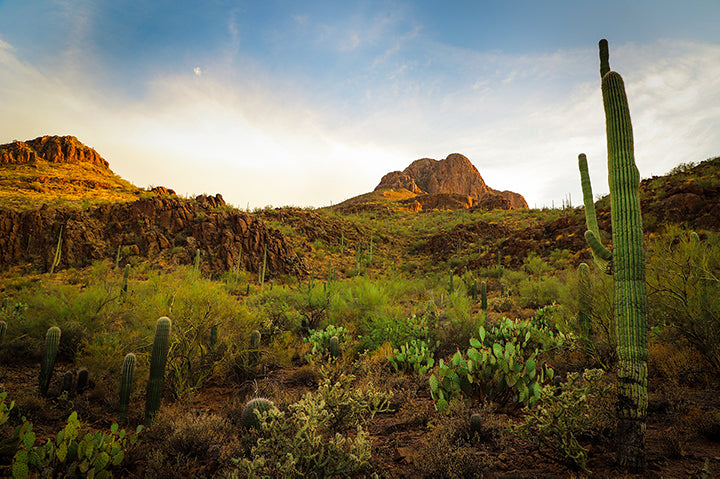 Cacti in Tucson, Arizona