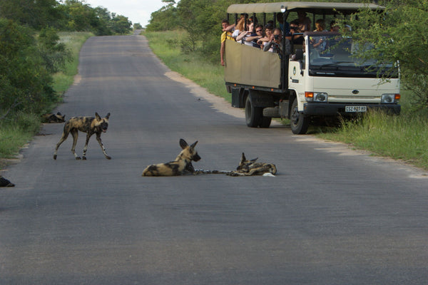 Wild Dogs