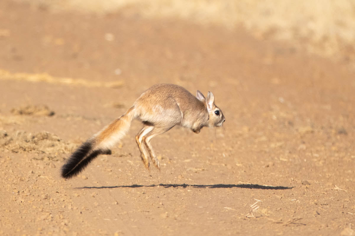 Spring Hare