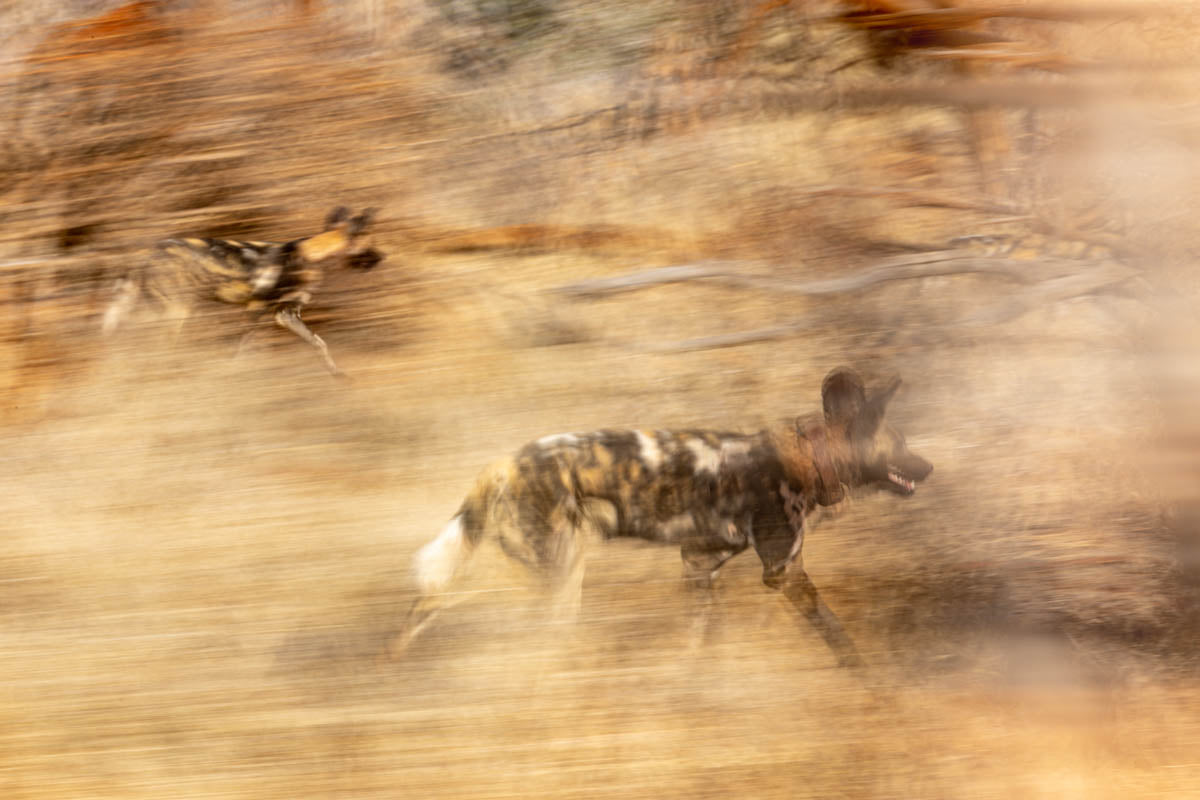 Wild Dogs Running