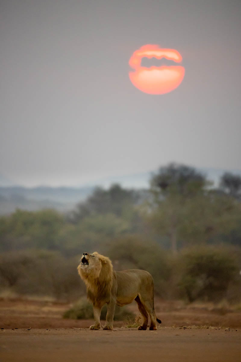 Lion Against Sunrise