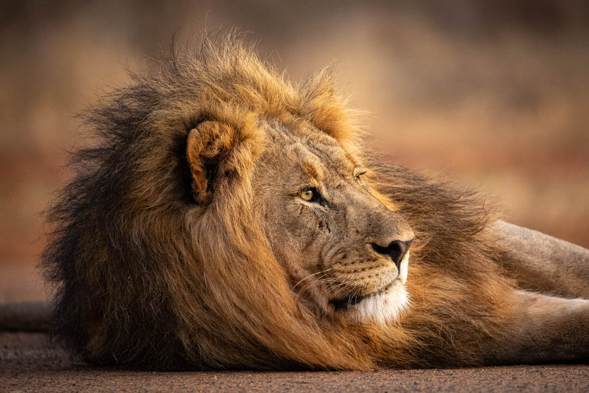 Lion Portrait