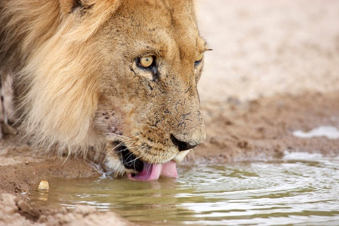 Kgalagadi lion drinking
