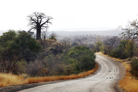 Baobab hill