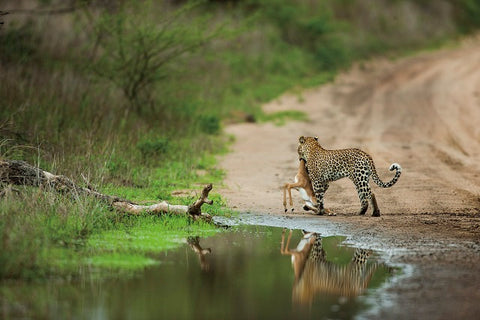 Leopard Kill
