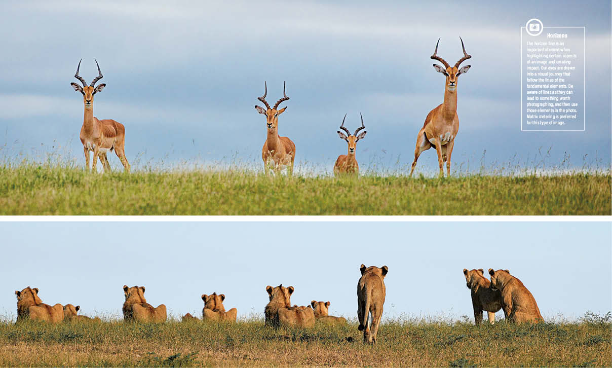 Sustainable Safari In South Africa