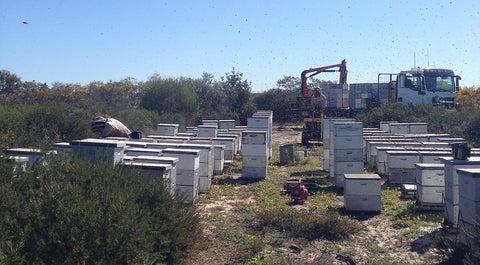 honey farming western australia