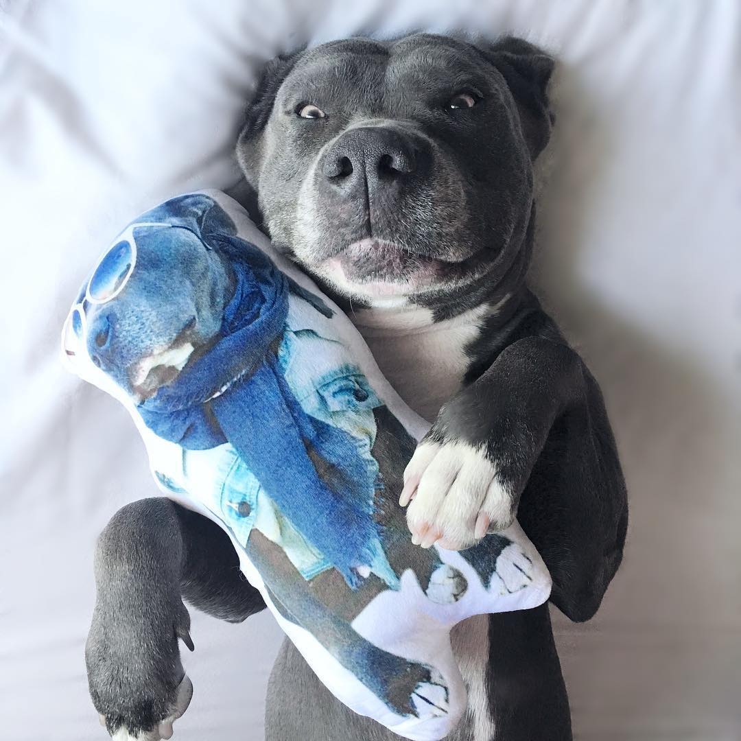 personalized dog stuffed animals