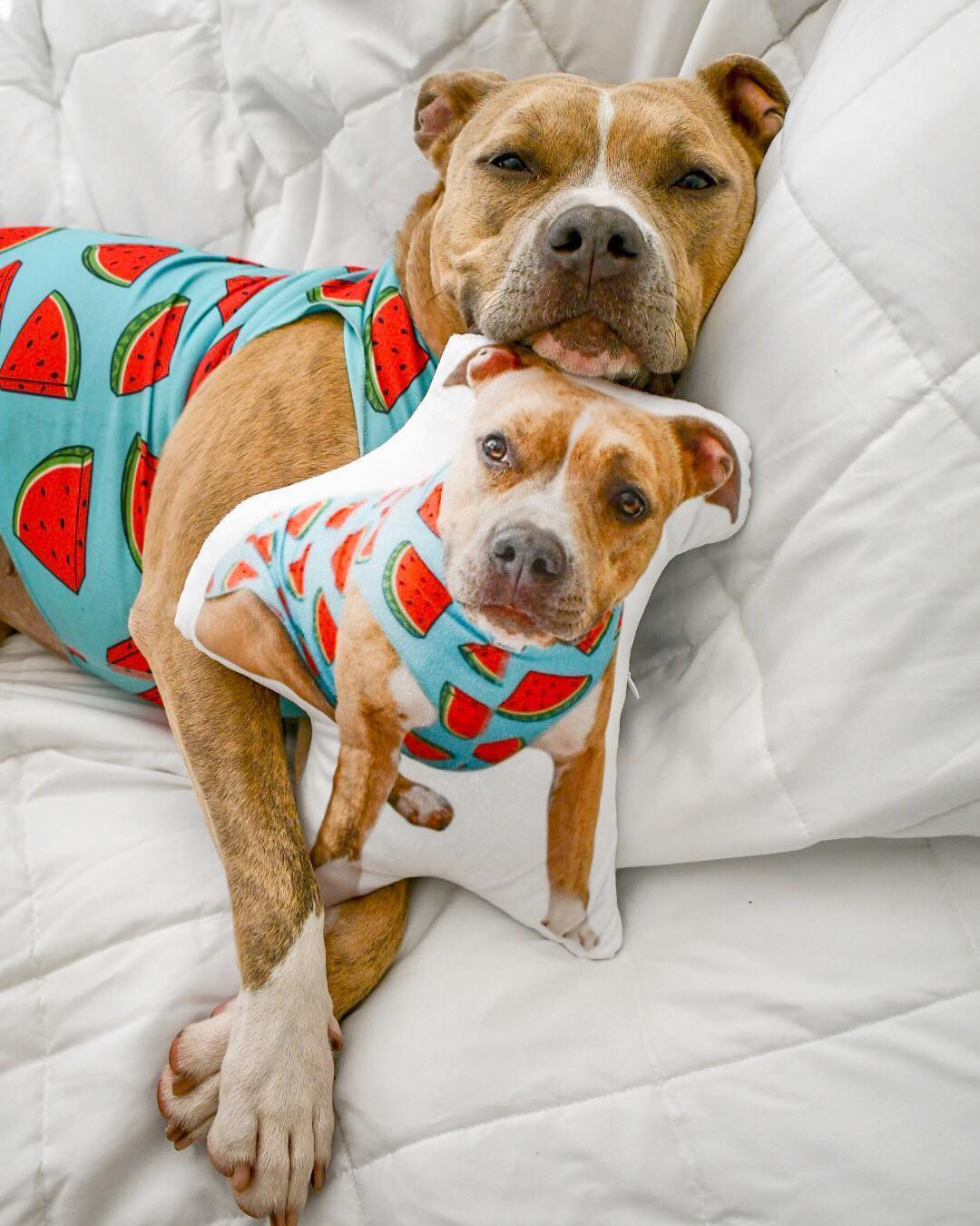dog proof cushions