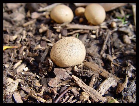 Picture of Mulch growing mushrooms