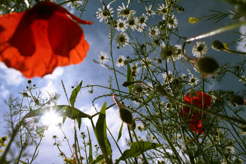 Winter Flower Meadow