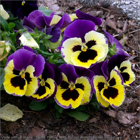 Winter Pansies