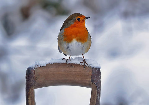 Robin in the winter