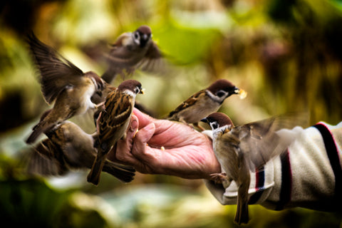 Man feeding birds with hands