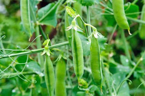 Growing Peas in the UK