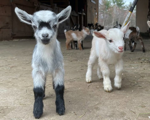 Breeding Goats