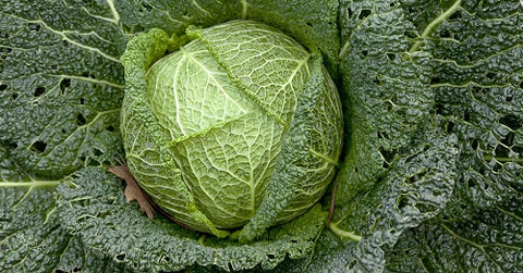 Cabbage - UK Top Vegetables to Grow at Home