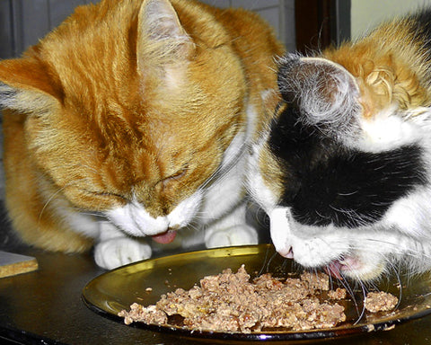Cats Eating Food