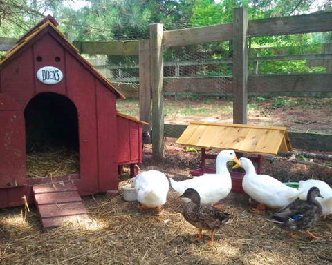 Duck Housing