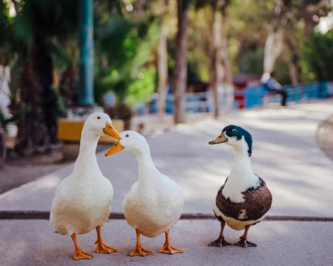 Happy Ducks Walking in a Line Together