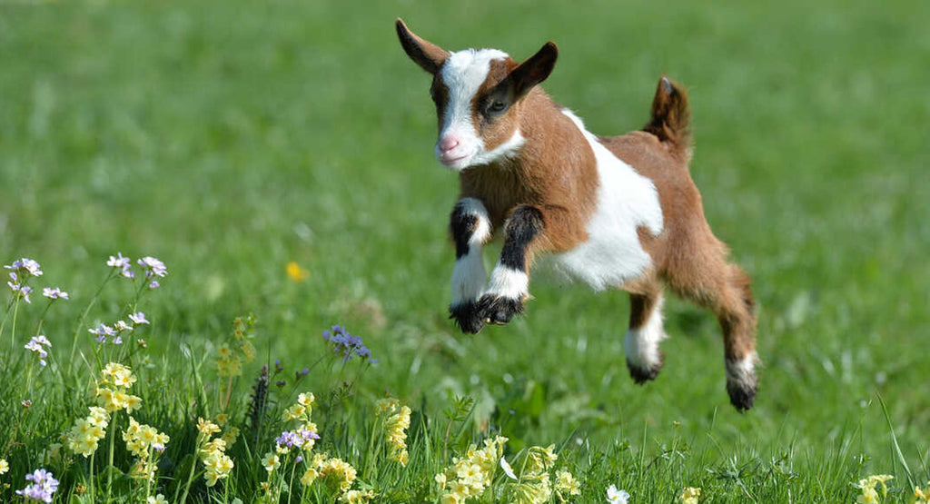 Owning & Breeding Goats in the UK