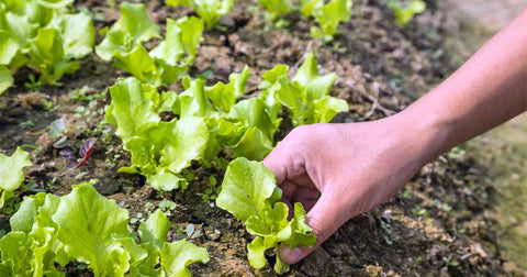 Growing Lettuce in the UK