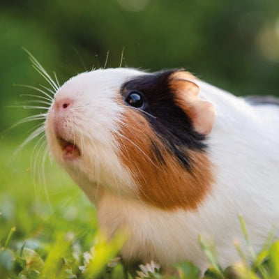 Guinea Pig Products at Indoor Outdoors